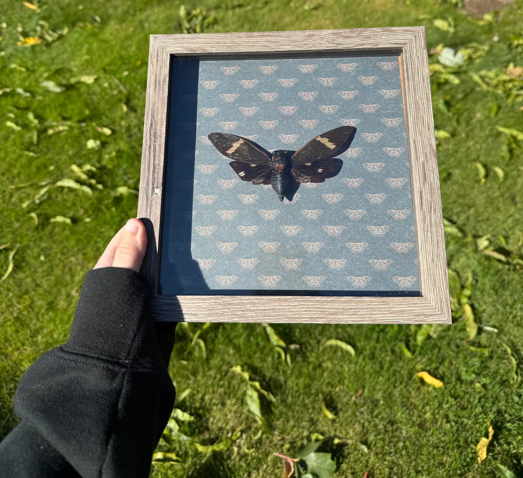 Cicada Frame