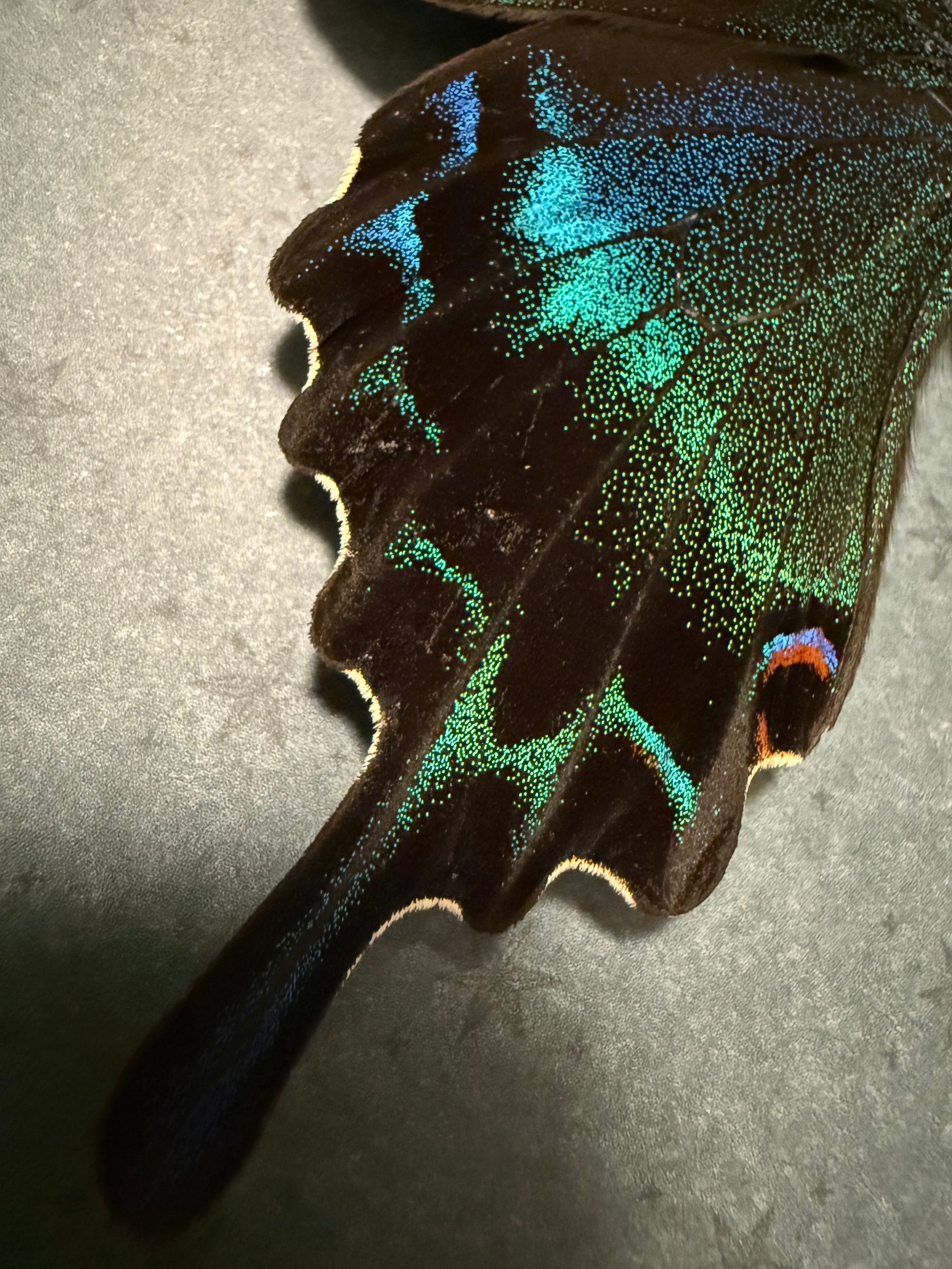 Alpine Black Swallowtail Frame