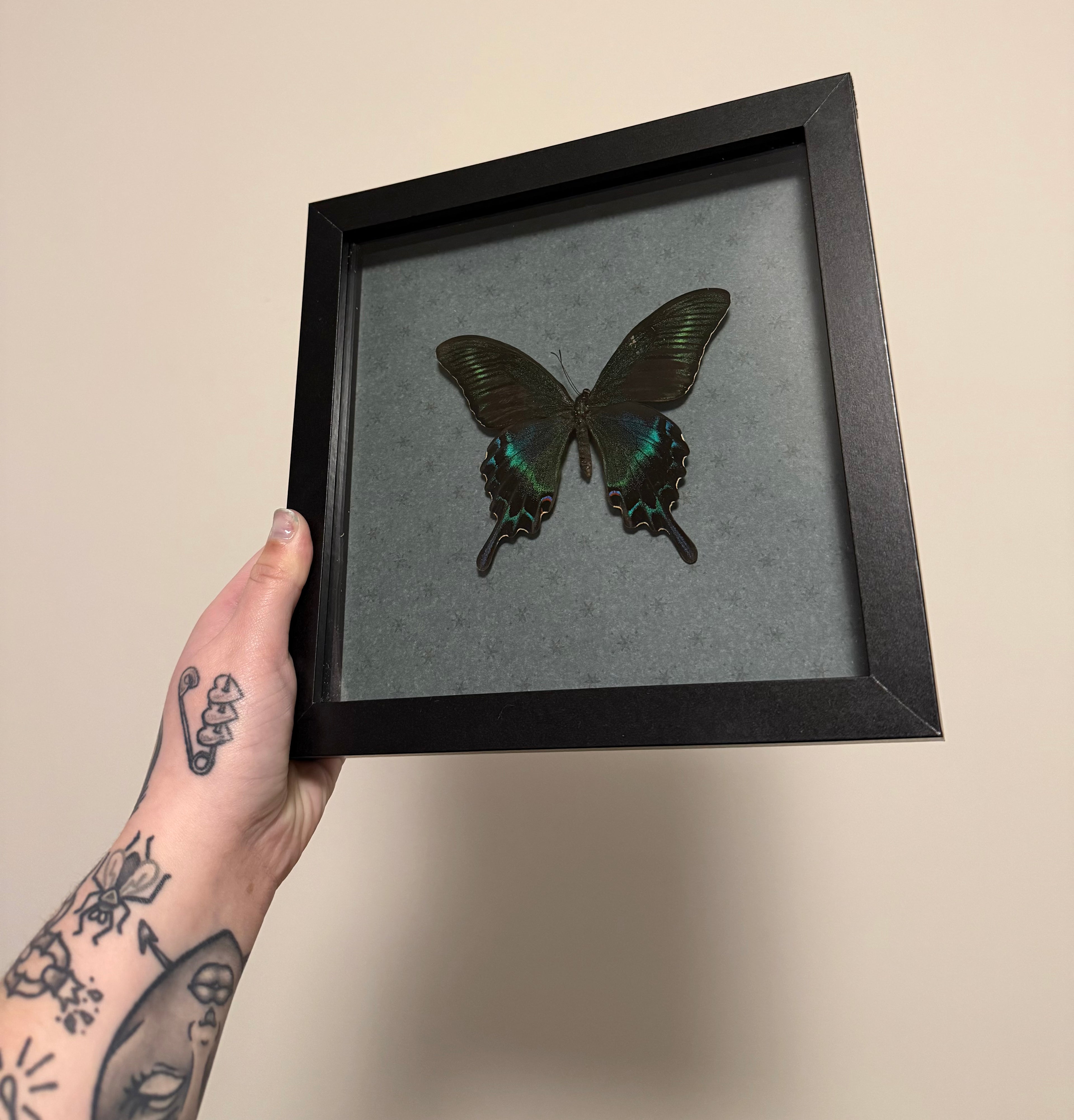 Alpine Black Swallowtail Frame