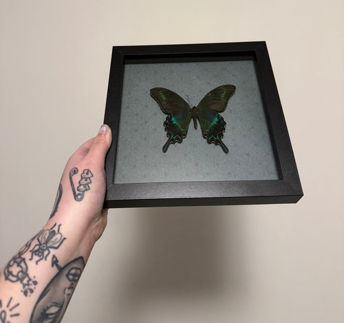 Alpine Black Swallowtail Frame