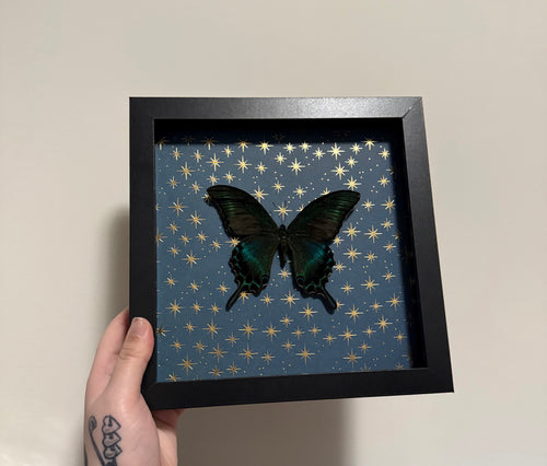 Alpine Black Swallowtail Frame