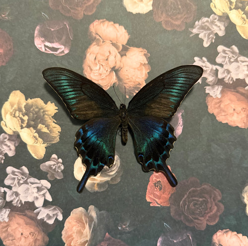 Alpine Black Frame - Floral