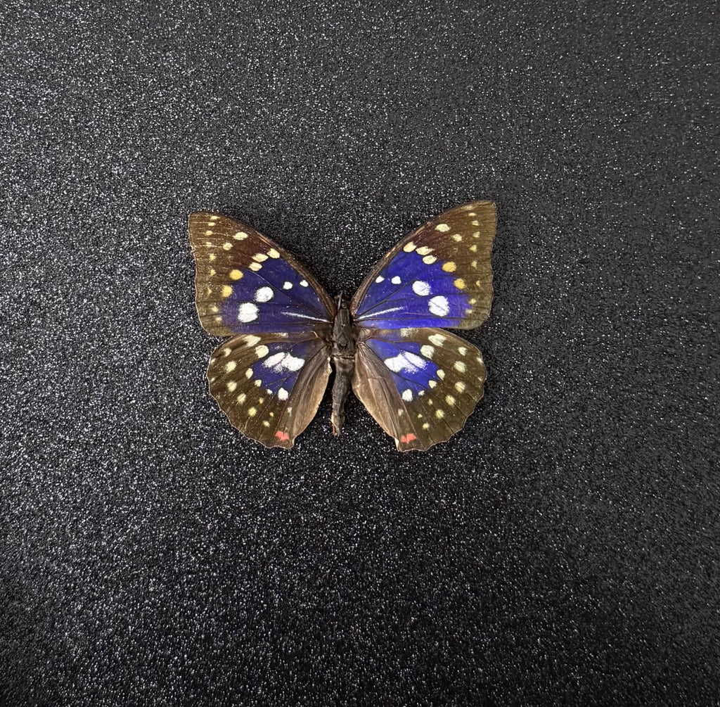 Great Purple Emperor - Glitter Frame