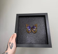 Great Purple Emperor - Glitter Frame