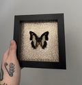 Common Nawab - Glitter Frame