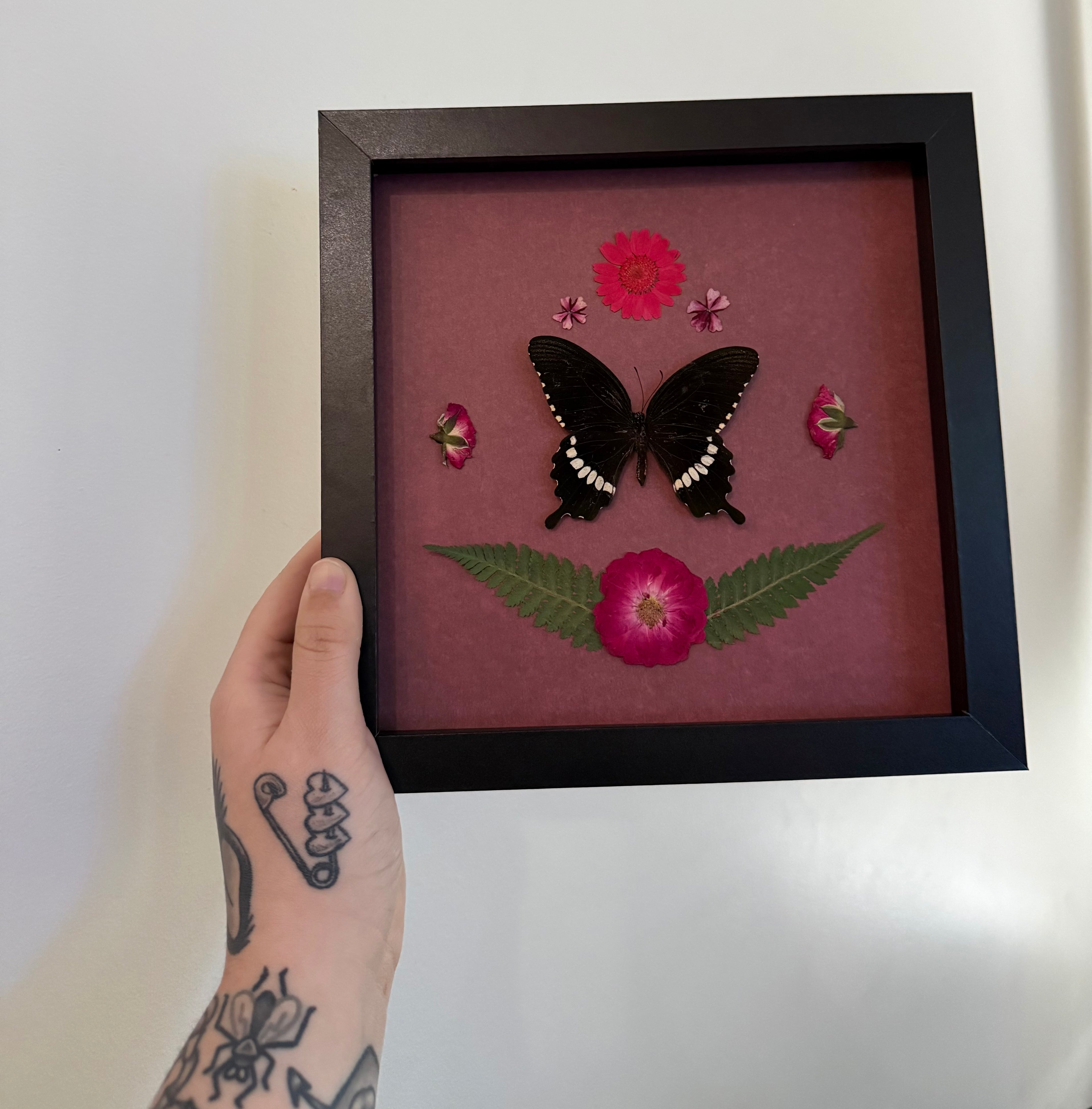 Common Mormon Butterfly Frame