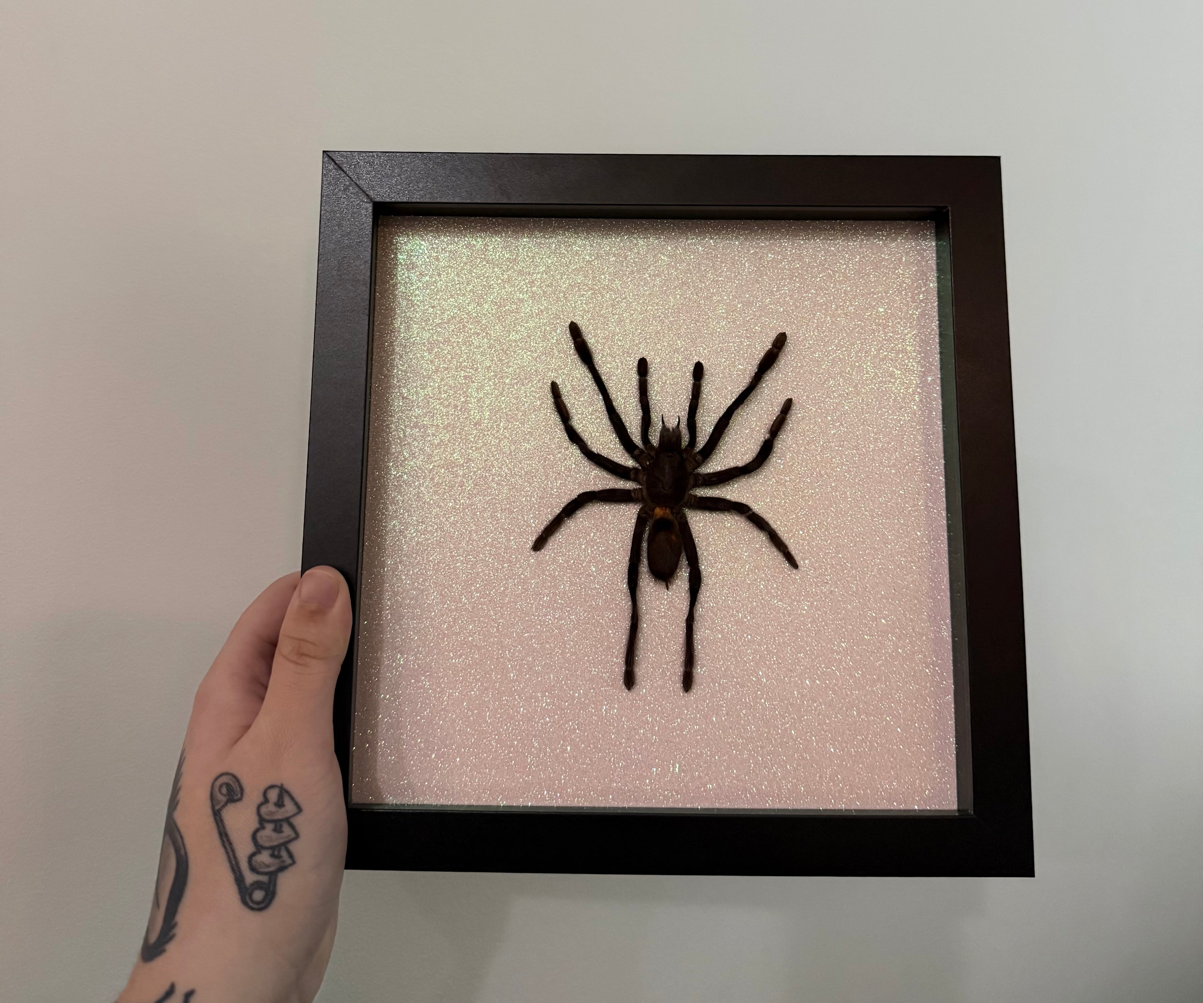 Tarantula Frame