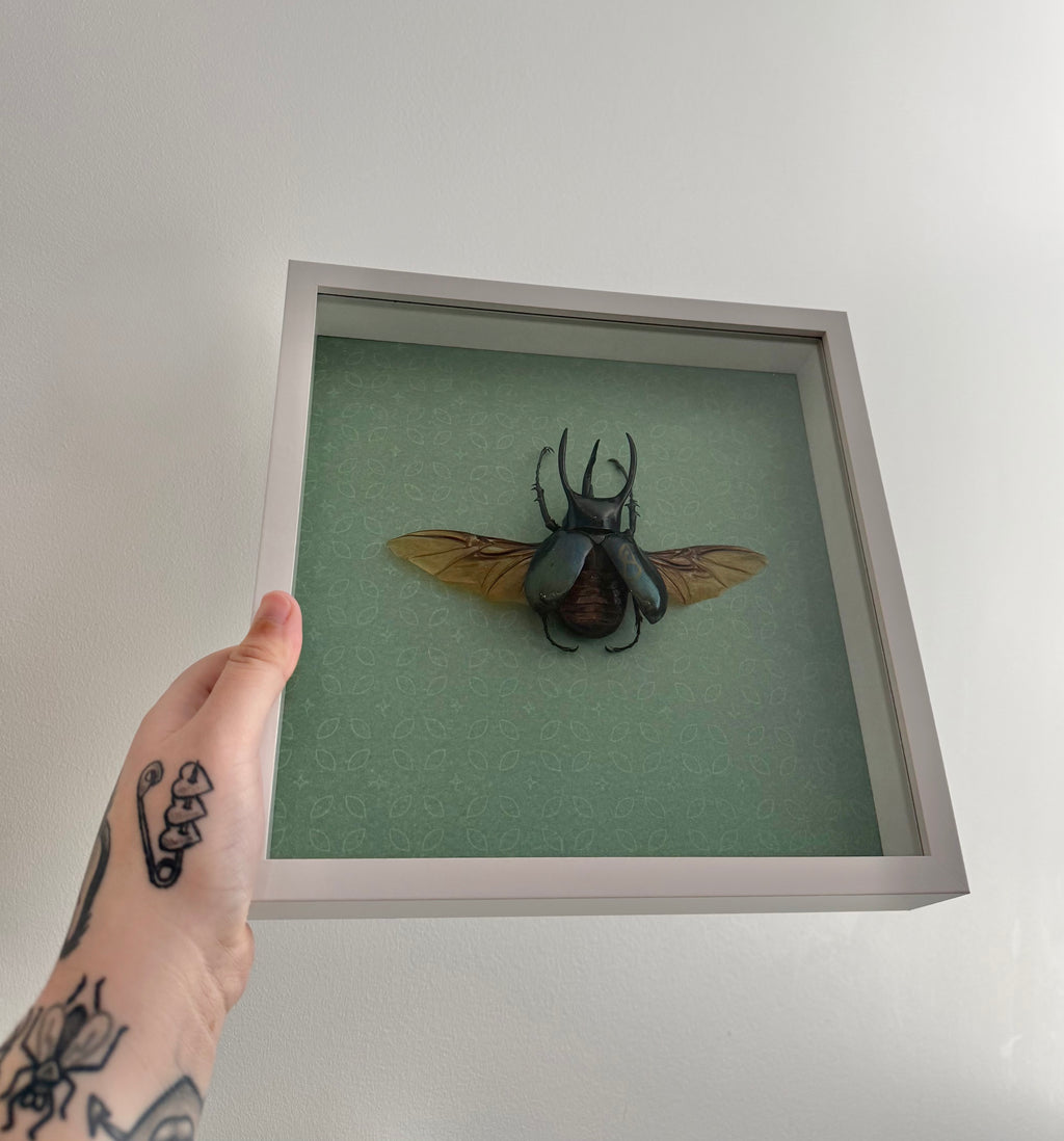 Rhinoceros Beetle Frame
