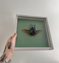 Rhinoceros Beetle Frame