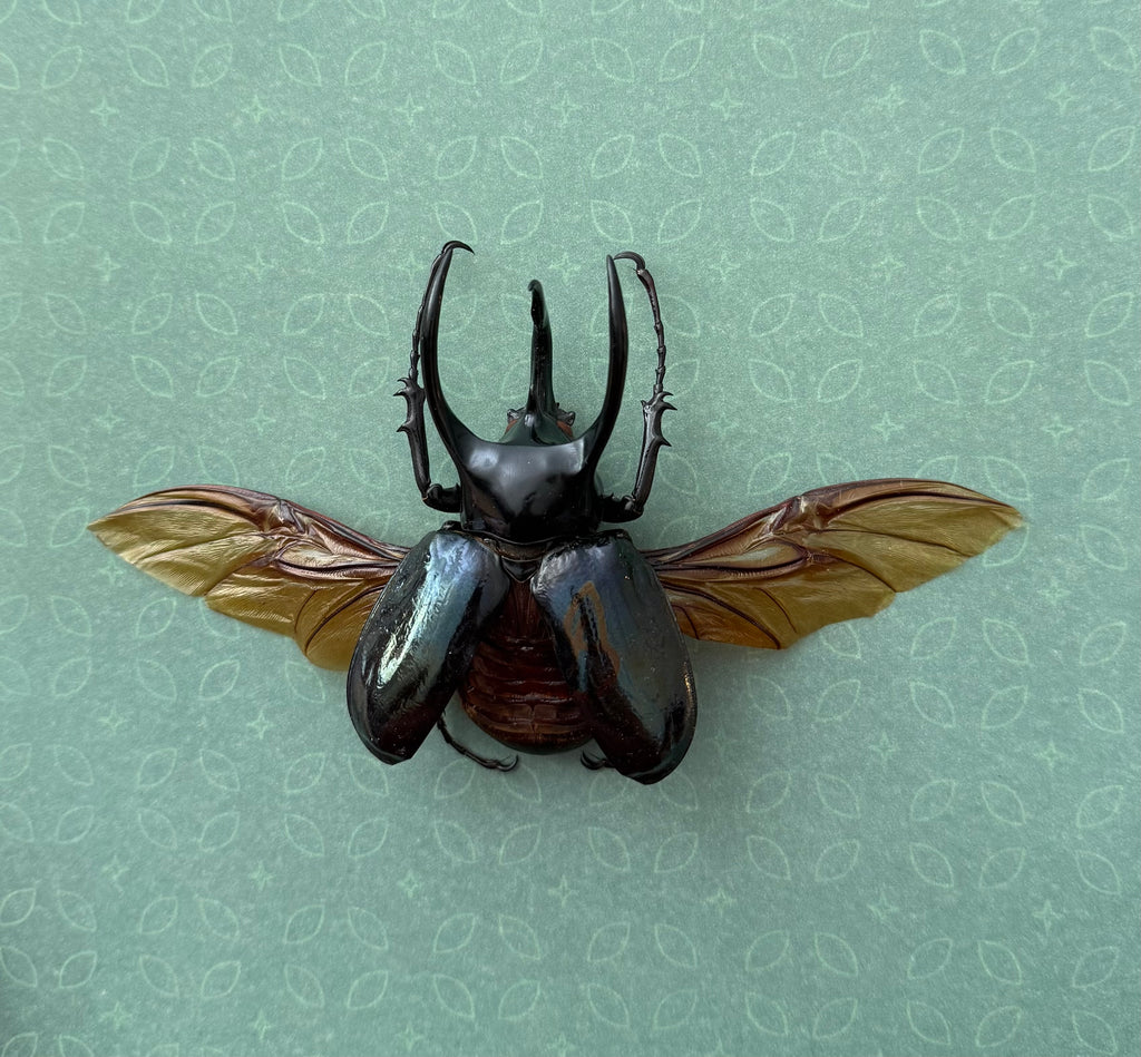 Rhinoceros Beetle Frame