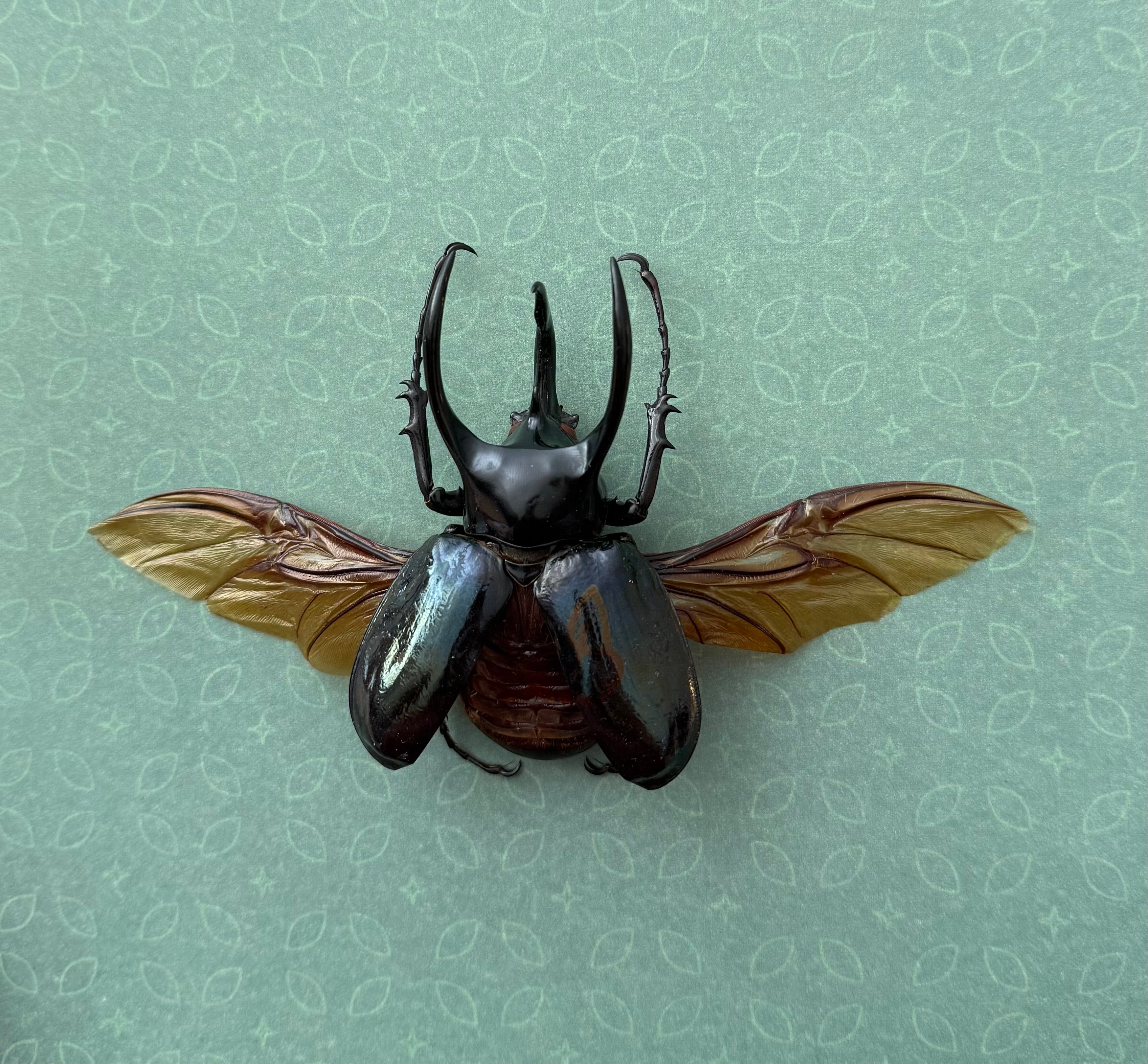 Rhinoceros Beetle Frame