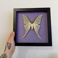 Luna Moth Frame