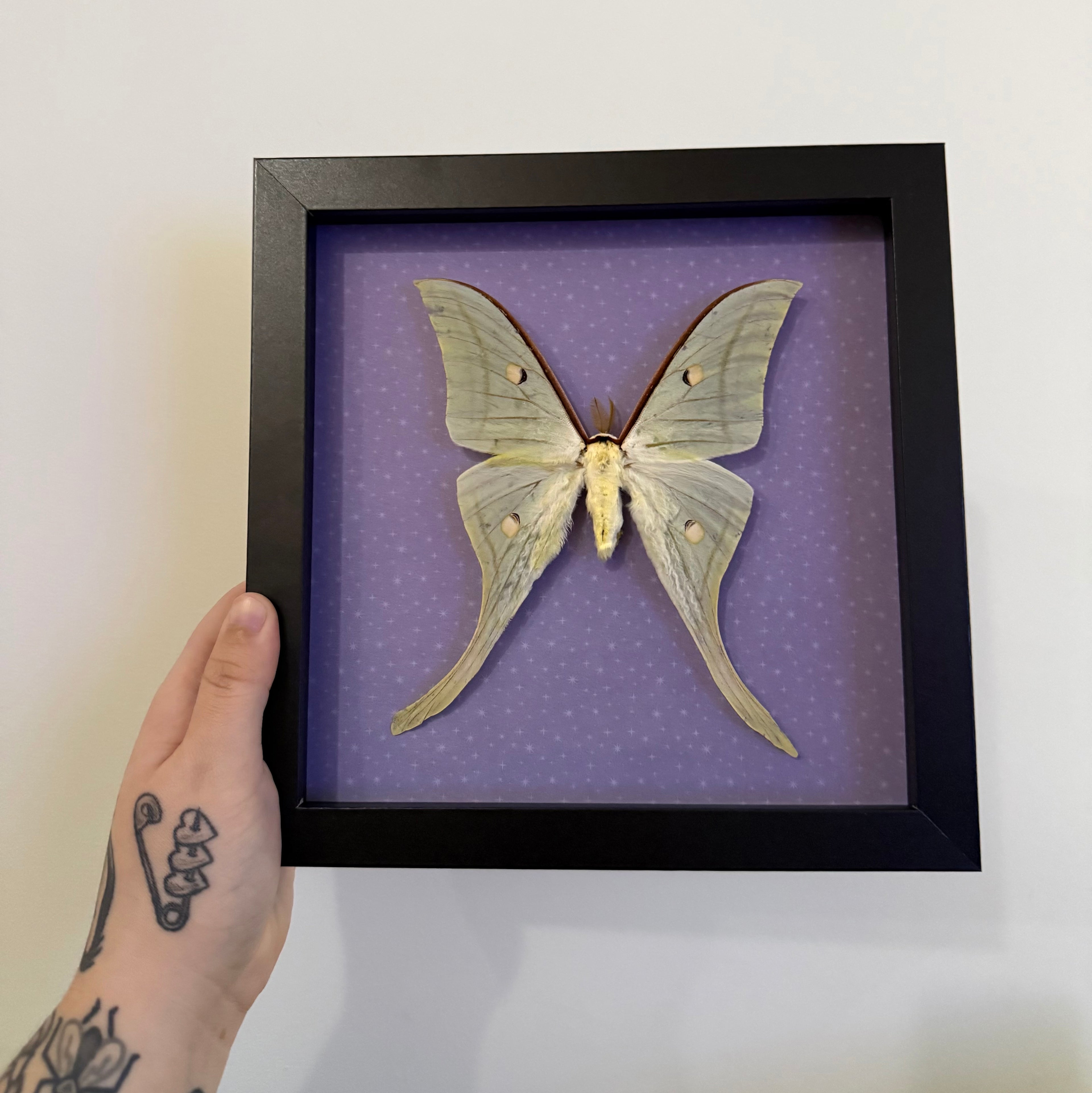 Luna Moth Frame