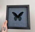 Mormon Butterfly