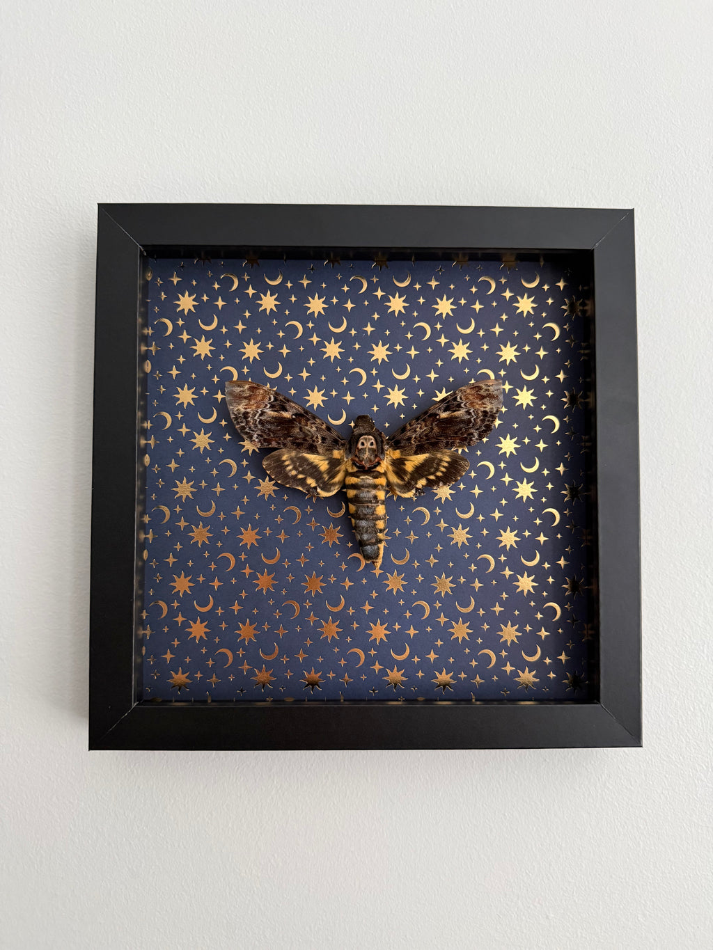 Death Head- Whimsy Frame